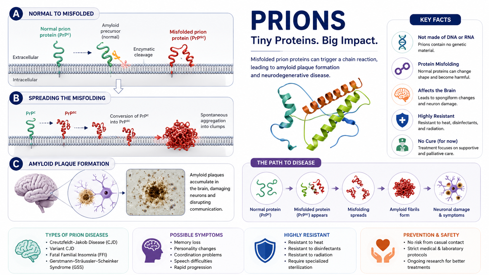 Prion Example What Is a Prion Disease? A Simple Guide to Misfolded Proteins