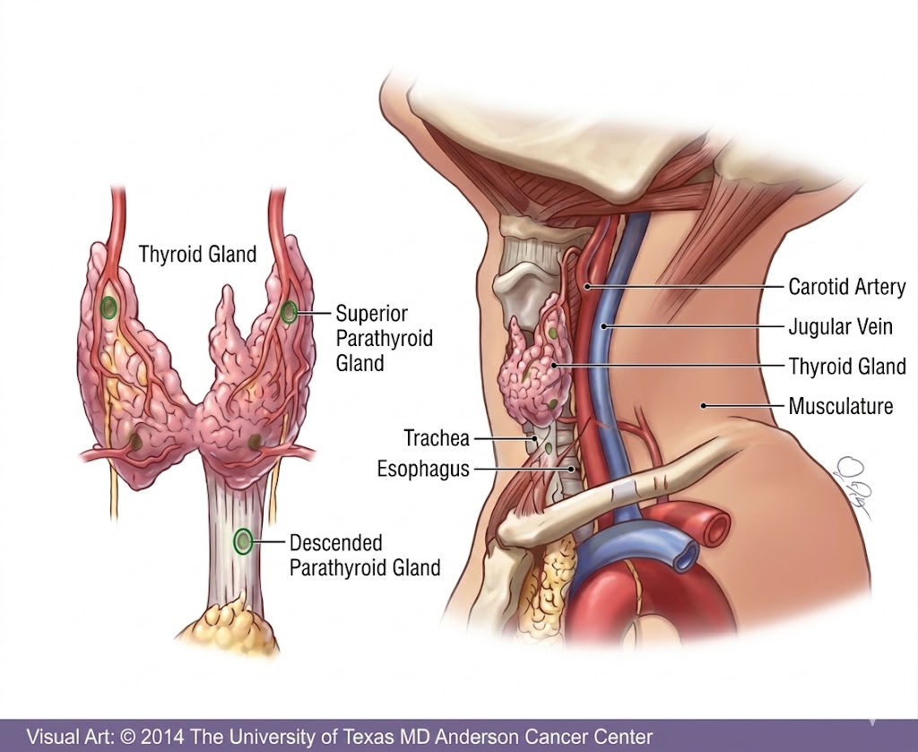 How long does parathyroid surgery take?