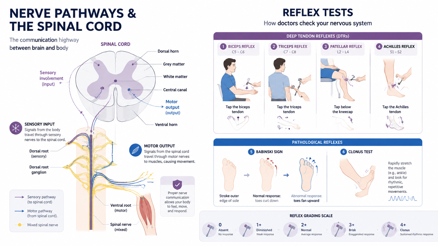 Hyperreflexia Symptoms: Identifying Overactive Reflexes and ...