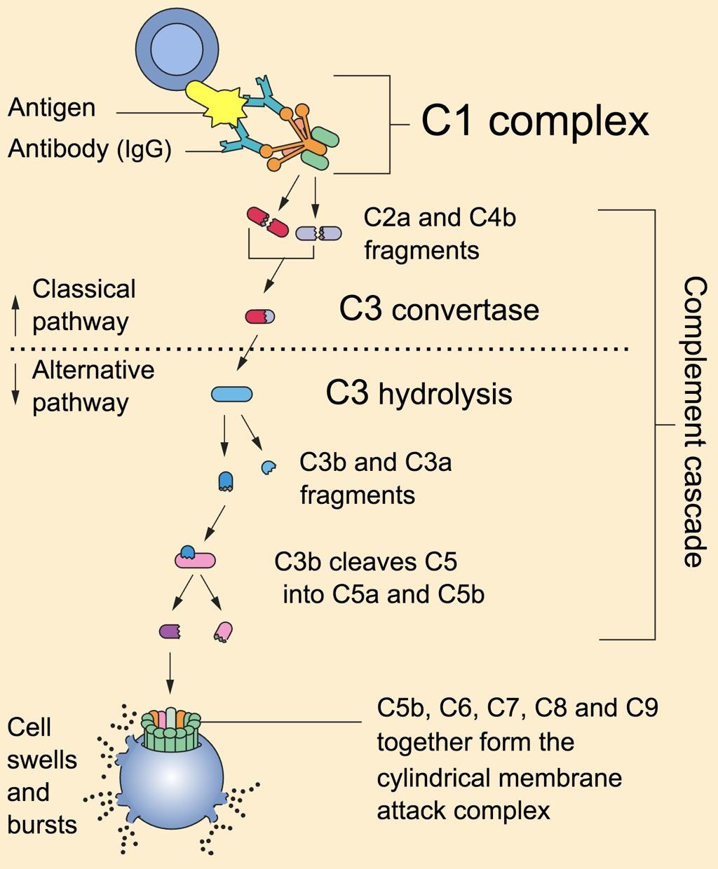 Complement C4 Test https://images.openai.com/static-rsc-4 ...